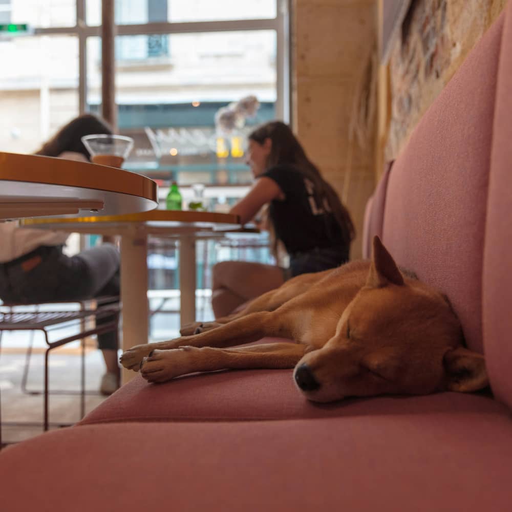 dog restaurant