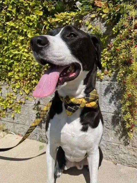 Dog waste removal service