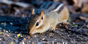 Blog 9 Dog Poop Attracts Rodents