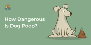 Blog 8 How Dangerous Is Dog Poop?