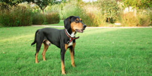 About 16 Does Dog Urine and Poop Kill Grass