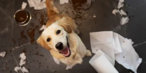 Blog 7 Why Does My Dog Keeps Getting Into Trash?