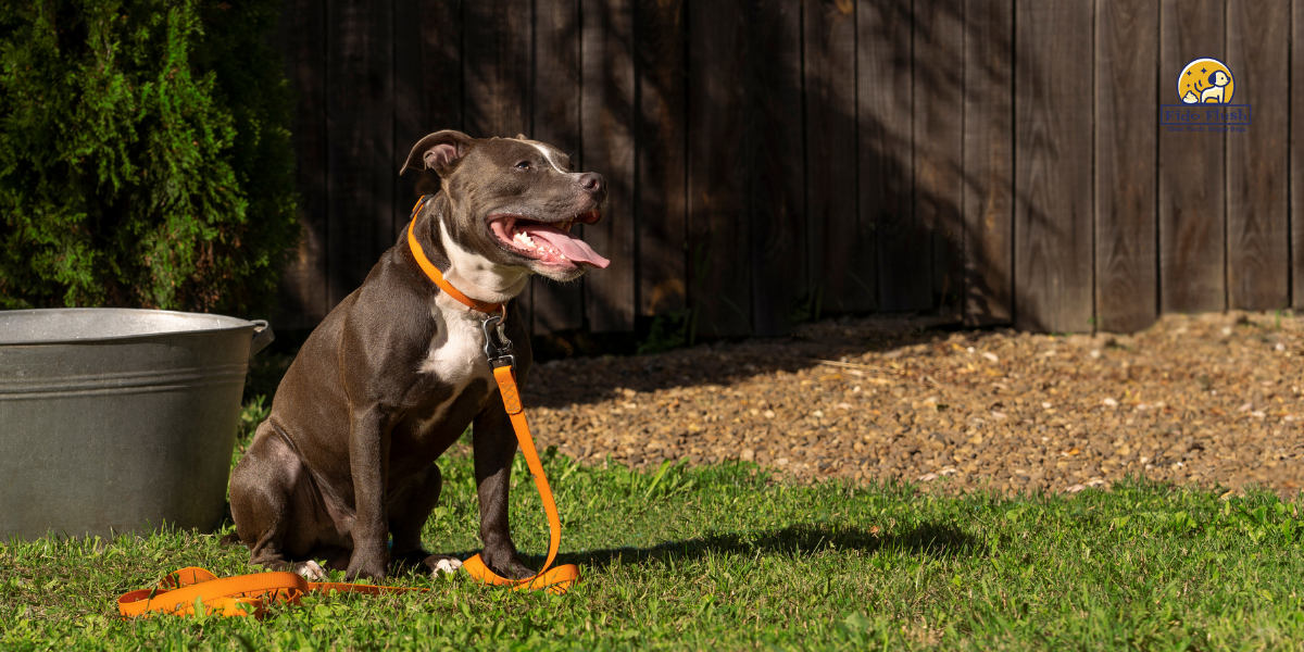 How to Prevent Dog Urine From Killing Grass