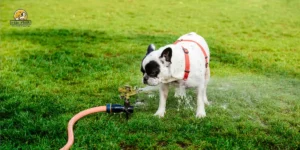 Home 11 How to Get Rid of Dog Poop Smell in Yard
