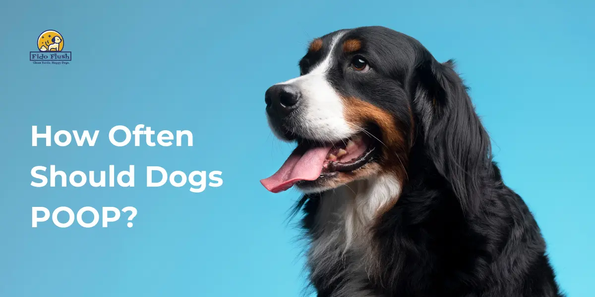 how often should dogs poop
