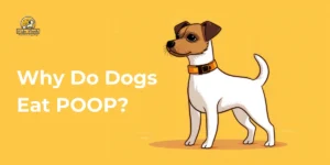 Home 9 Why Do Dogs Eat Poop?