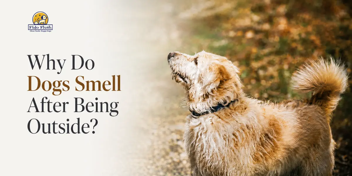 Why Do Dogs Smell After Being Outside