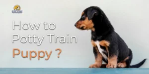 Home 7 How to Potty Train a Puppy? A Complete Step-by-Step Guide