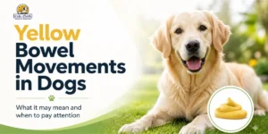 Home 6 Yellow Bowel Movements in Dogs – Causes, Meanings, and What to Do
