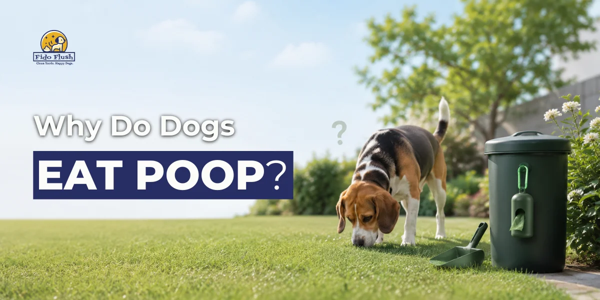 Why Do Dogs Eat Poop